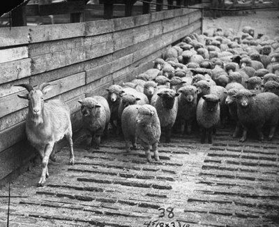 Judas Goats: Agriculture's Bizarre